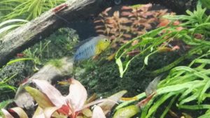 apistogramma Borelli Gelber Zwergbuntbarsch
