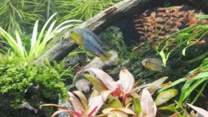 Apistogramma Borelli Paar