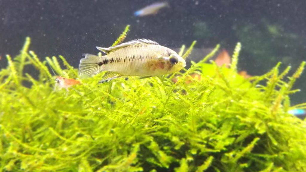 Apistogramma borelli Gelber Zwergbuntbarsch › Aquariumratgeber.de