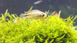 Apistogramma borelli Weibchen