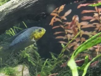 Apistogramma Borellii