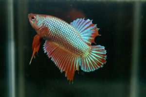 Betta imbellis - Friedlicher Kampffisch