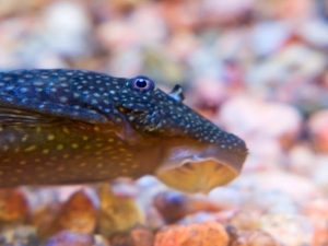 Blauer Antennenwels Weibchen Ancistrus