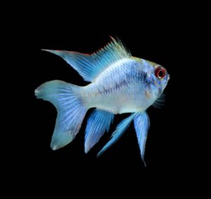 Blauer Schmetterlingsbuntbarsch Electric Blue Schmetterlingsbuntbarsch Mikrogeophagus Ramirezi
