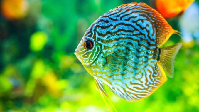 Diskus Symphysodon aequifasciatus Discus Blau