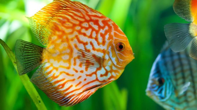 Diskus Symphysodon aequifasciatus Discus rot Diskus Symphysodon aequifasciatus Discus rot