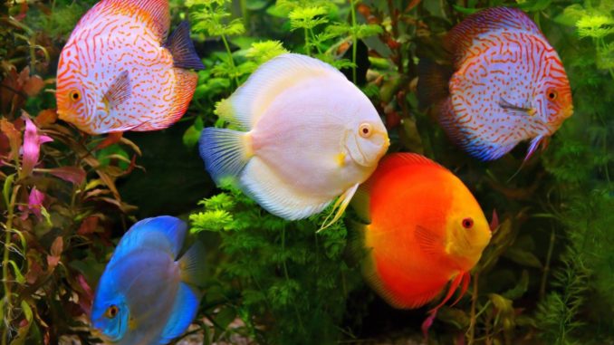 Diskus Symphysodon aequifasciatus Discus Farbformen
