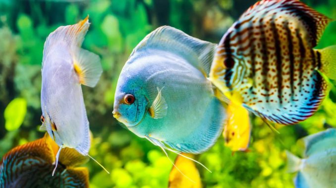 Diskus Symphysodon aequifasciatus Discus