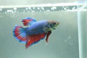 Betta imbellis - Friedlicher Kampffisch