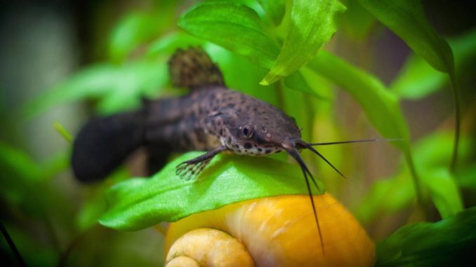 Gemalter Schwielenwels Hoplosternum Thoracatum Aquariumratgeber de Gemalter Schwielenwels Hoplosternum Thoracatum Aquariumratgeber de