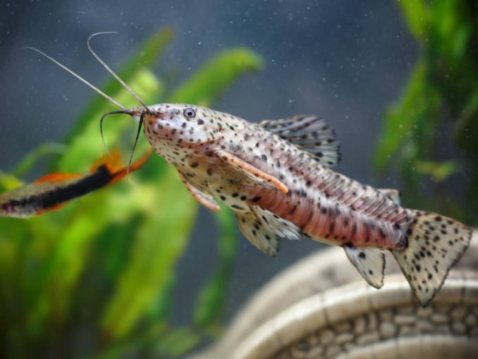 Gemalter Schwielenwels Hoplosternum Thoracatum Aquariumratgeber de Gemalter Schwielenwels Hoplosternum Thoracatum Aquariumratgeber de