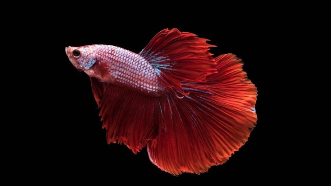 Roter Siamesischer Kampffisch Betta splendens Roter Siamesischer Kampffisch Betta splendens