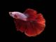 Roter Siamesischer Kampffisch Betta splendens