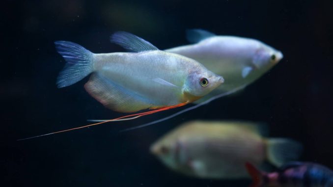 Mondscheinfadenfisch Trichogaster Microlepis Mondscheinfadenfisch Trichogaster Microlepis