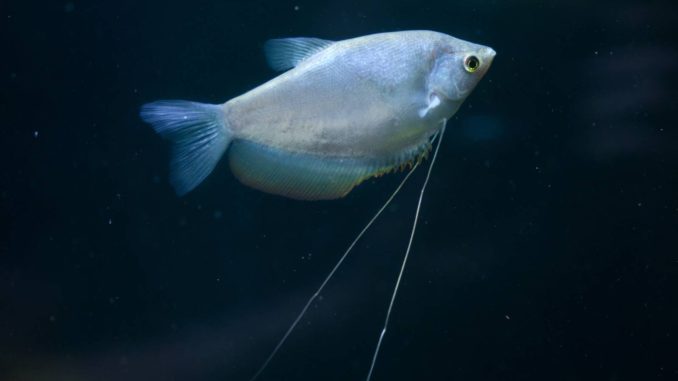 Mondscheinfadenfisch Trichogaster Microlepis Weibchen