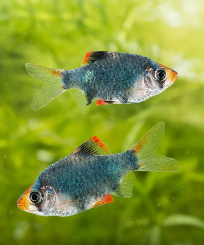 Welche Fische Vertragen Sich Mit Barben Sumatrabarbe › Aquariumratgeber.de