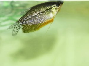 Mosaikfadenfisch