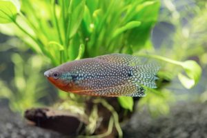 Mosaikfadenfisch Trichopodus leerii
