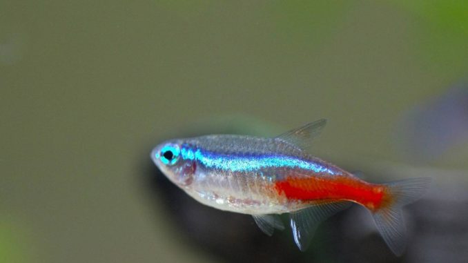 Neontetra Neonsalmler
