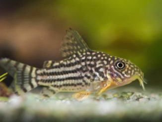 Orangeflossen Panzerwels Corydoras sterbai