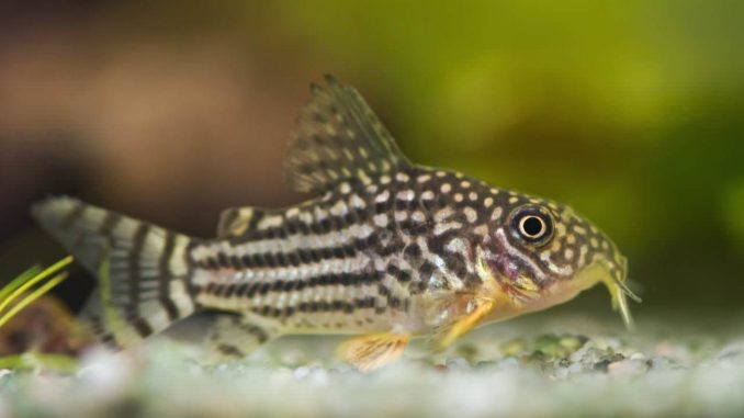 Orangeflossen Panzerwels Corydoras sterbai