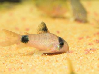 Panda-Panzerwels Corydoras panda