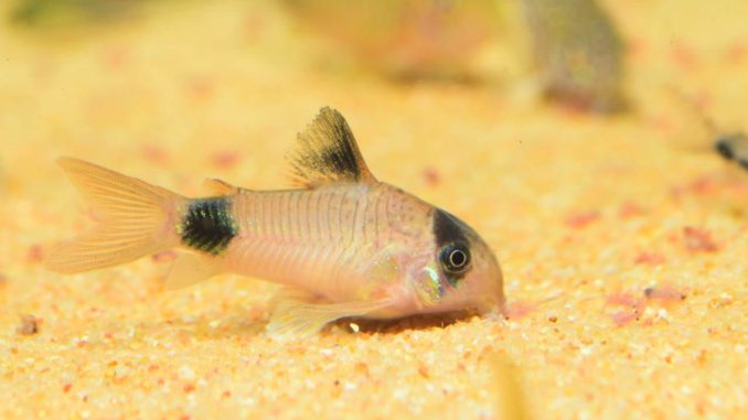 Panda-Panzerwels Corydoras panda