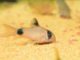 Panda-Panzerwels Corydoras panda