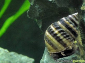 Pianoschnecke (Taia naticoides) Pianoschnecke Taia naticoides Pinselalgenschnecke