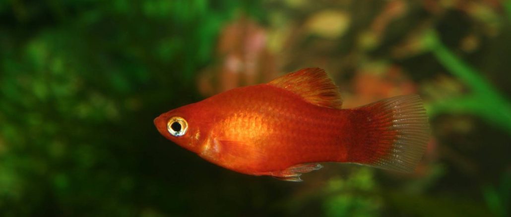 Marygold-Platy Xiphophorus Maculatus