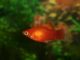 Marygold-Platy Xiphophorus Maculatus