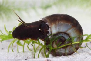 Posthornschnecken Planorbella duryi Planorbarius corneus