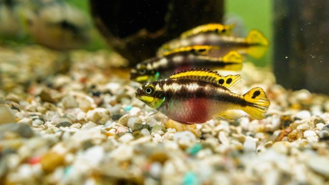 Purpurprachtbarsch Pelvicachromis pulcher