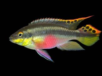 Purpurprachtbarsch - Pelvicachromis pulcher