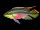 Purpurprachtbarsch - Pelvicachromis pulcher