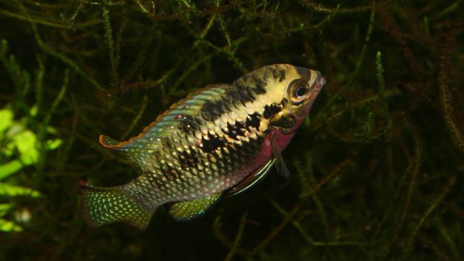 Rotbrust Tuepfelbuntbarsch (Laetacara dorsigera) / Red dots cichlid (Laetacara dorsigera)