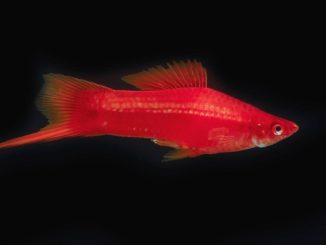 Schwertträger (Xiphophorus helleri) Schwertträger (Xiphophorus helleri)