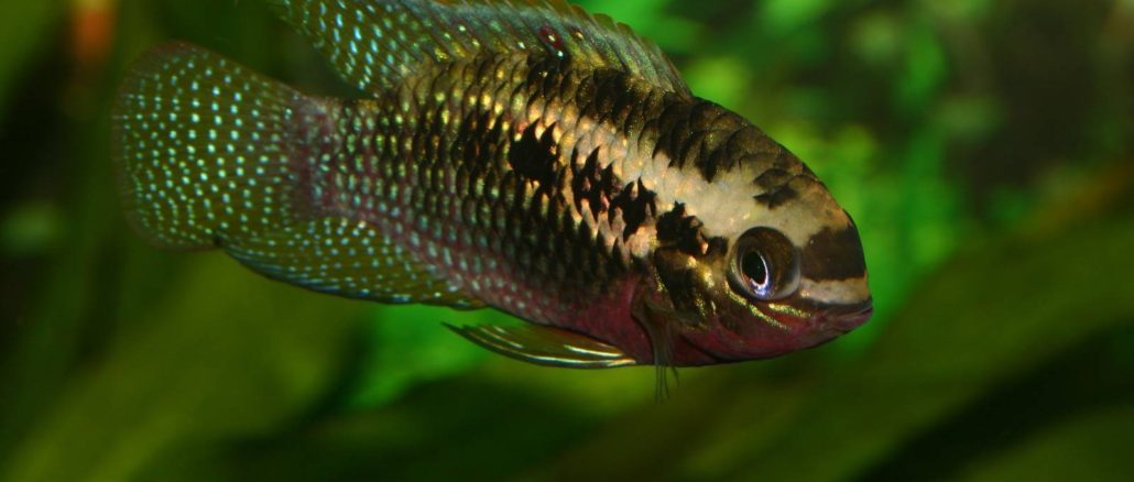 Roter Tüpfelbuntbarsch (Laetacara dorsigera) / Red dots cichlid (Laetacara dorsigera)