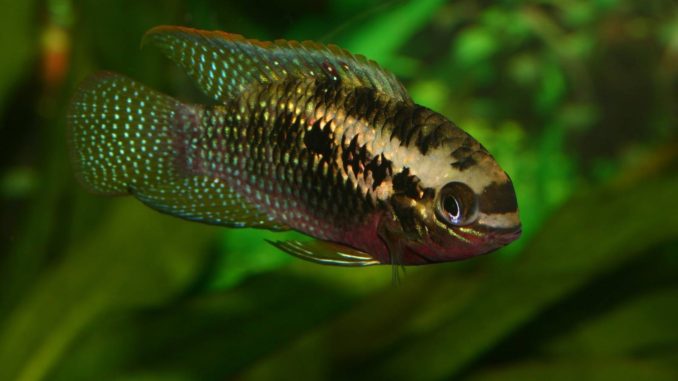 Roter Tüpfelbuntbarsch (Laetacara dorsigera) / Red dots cichlid (Laetacara dorsigera)