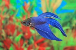 Siamesischer Kampffisch Betta splendens Blau