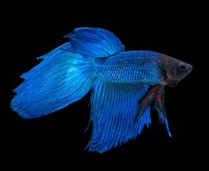 Blauer Siamesischer Kampffisch Betta splendens