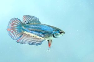 Weibchen Siamesischer Kampffisch Betta splendens