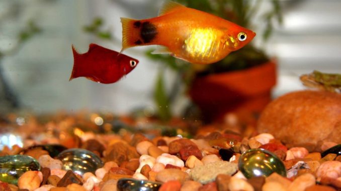 Spiegelkärpfling Platy Xiphophorus Maculatus