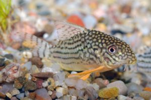 Orangeflossen Panzerwels Corydoras sterbai