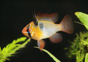 Südamerikanischer Schmetterlingsbuntbarsch