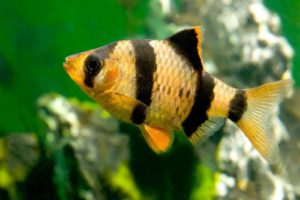 Sumatrabarbe Puntius Barbus tetrazona