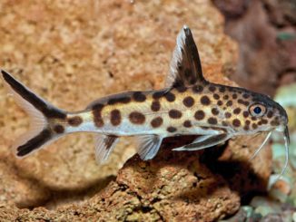 Vielpunkt Kuckuckswels Synodontis Multipunctatus