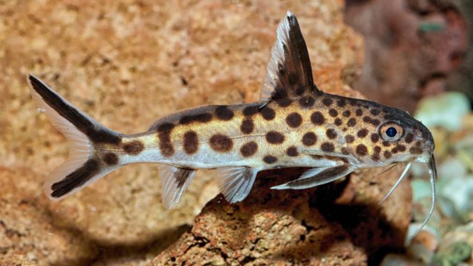 Vielpunkt Kuckuckswels Synodontis Multipunctatus