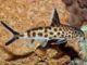 Vielpunkt Kuckuckswels Synodontis Multipunctatus